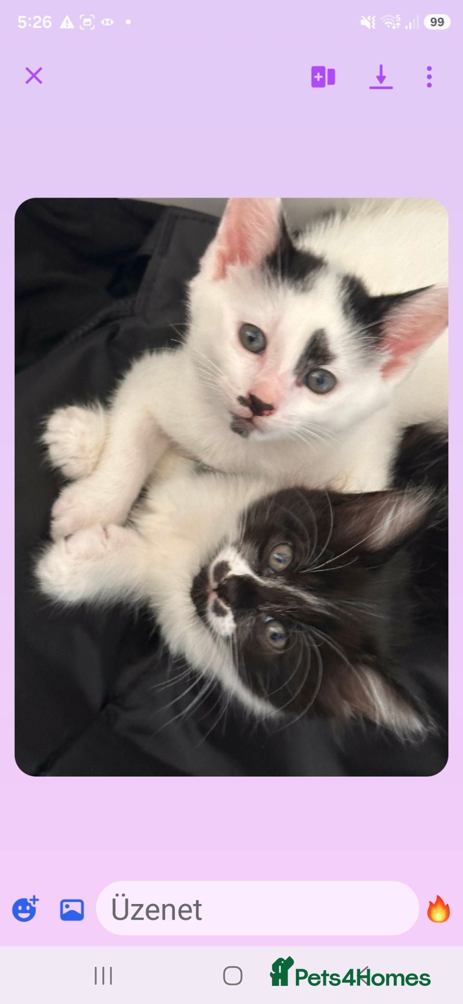 Mixed Breed cats Kittens - Advert 1