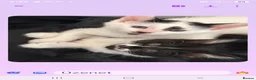 Mixed Breed cats for sale: Kittens - Advert 1