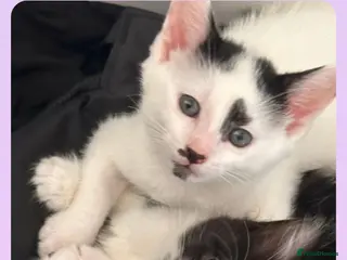 Mixed Breed cats Kittens - Advert 1