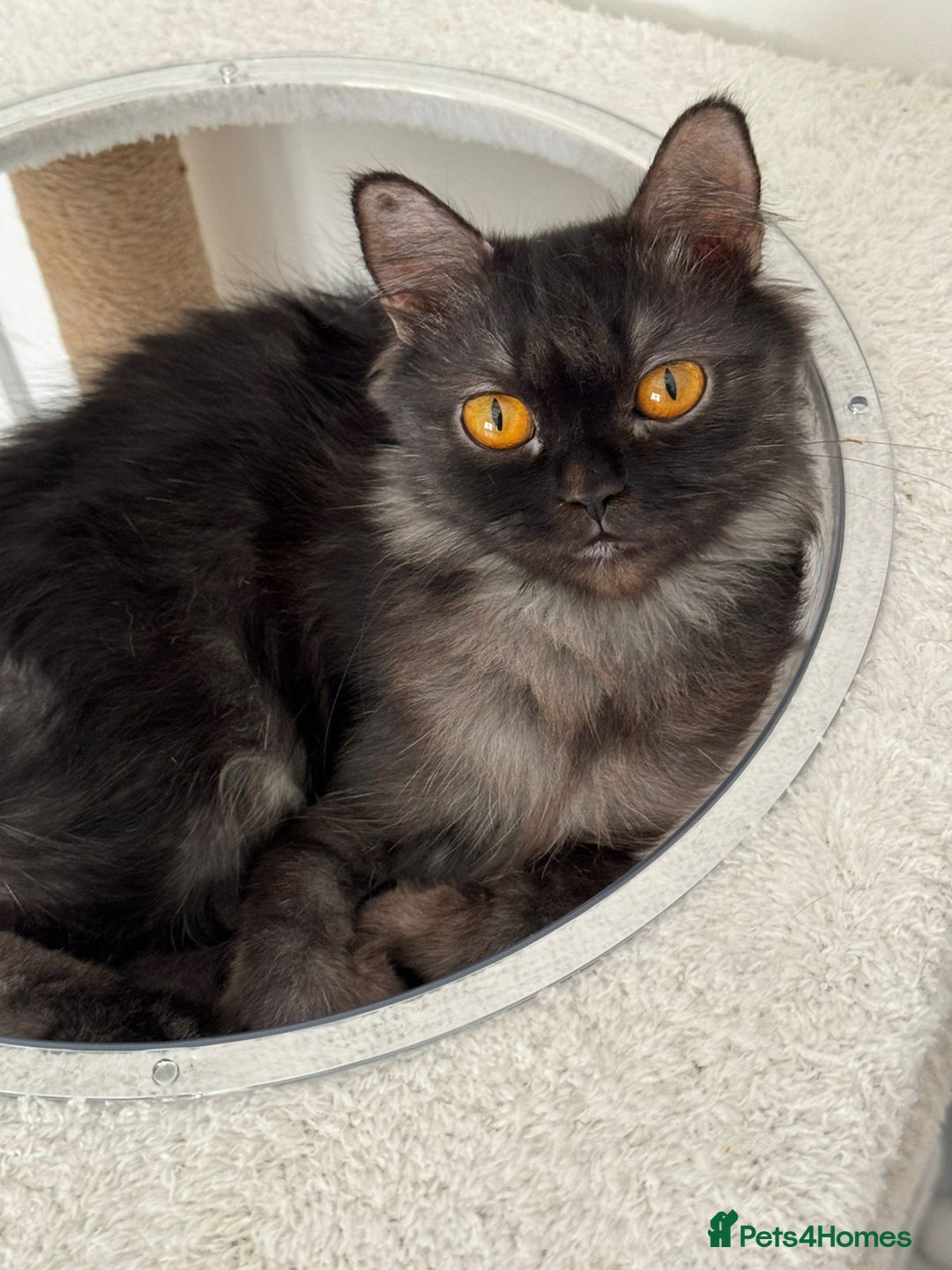 Mixed Breed cats for adoption: Beautiful grumpy-face Elba is a lovebug  - Image 8