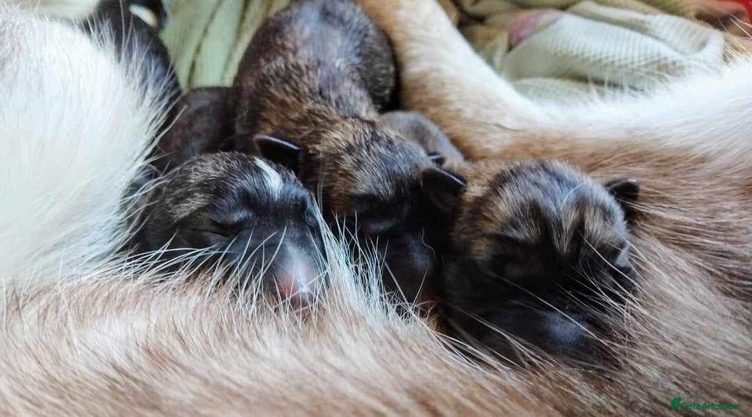 Mixed Breed dogs for sale: Beautiful Shepsky puppies - Image 1