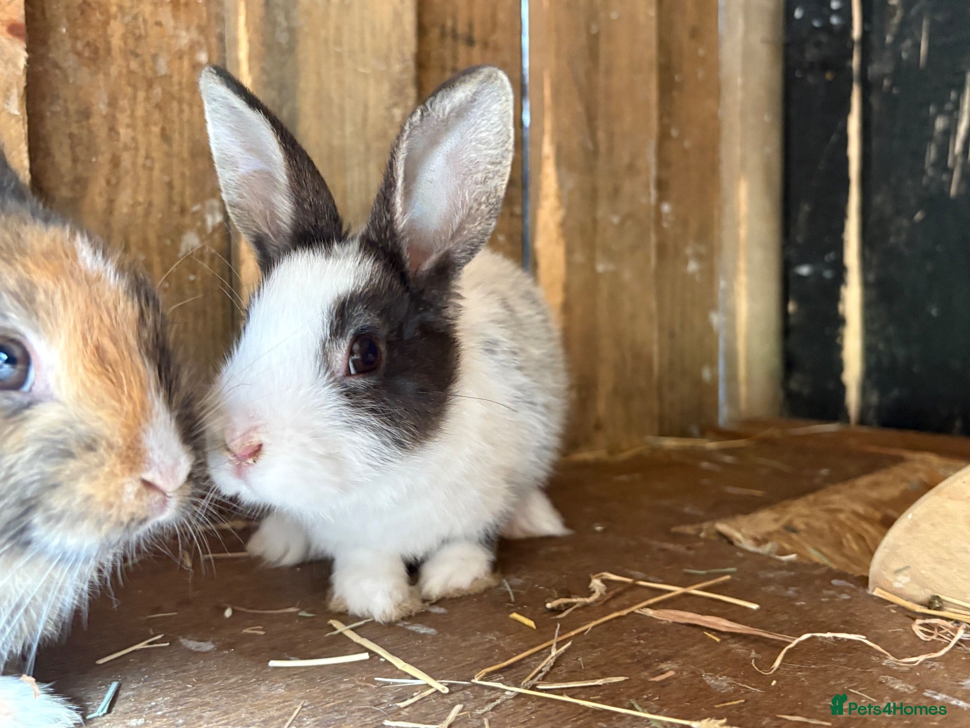 Mixed Breed rabbits 4 beautiful baby bunnies - Advert 2
