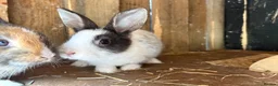 Mixed Breed rabbits for sale: 4 beautiful baby bunnies - Advert 2