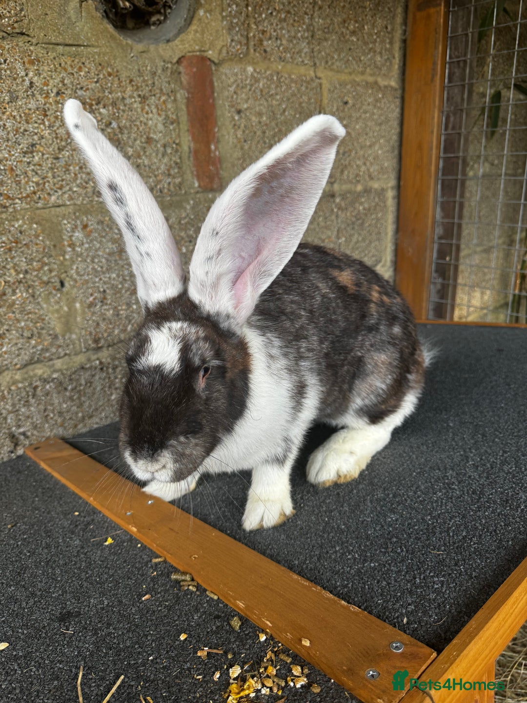Continental Giant rabbits for sale: Pure continental giant rabbits - Image 13