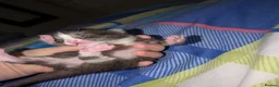 Mixed Breed cats for sale: Four kittens  - Advert 6
