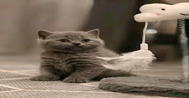 British Shorthair cats - Advert 10