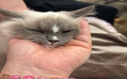 Ragdoll cats for sale: Ragdoll Kittens - Image 7