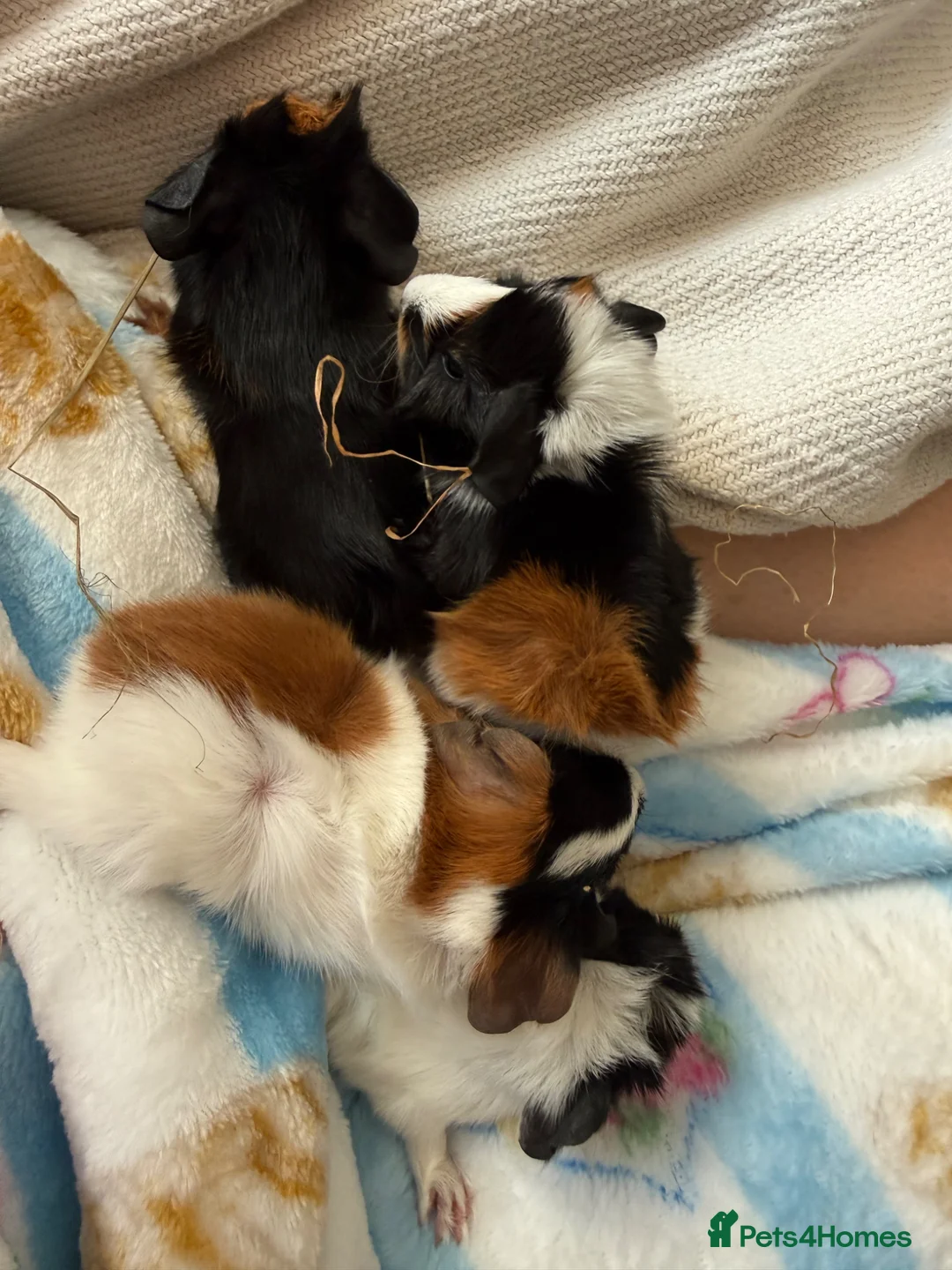 Guinea Pig rodents for sale: Beautiful guinea pigs - Advert 1