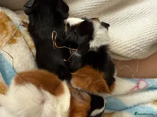 Guinea Pig rodents Beautiful guinea pigs - Advert 1