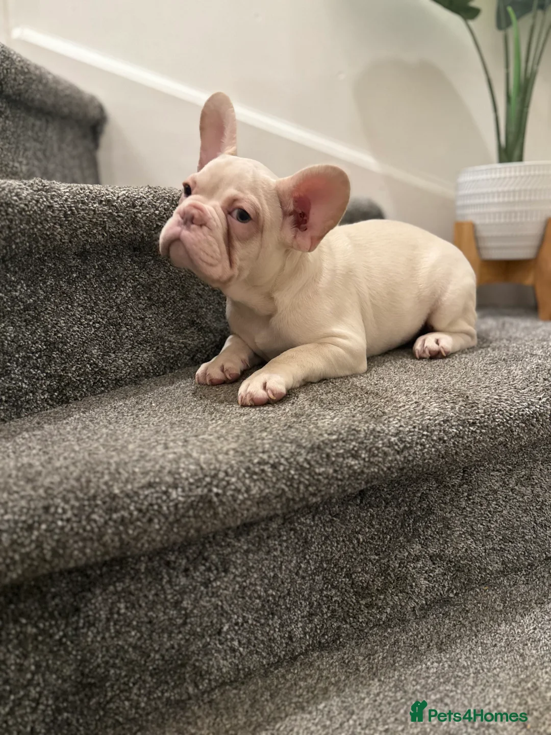 French Bulldog dogs for sale: Cream/ platinum French Bulldog puppy , ready now❤️ - Advert 4