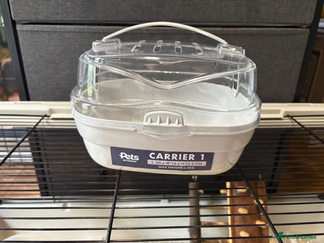 Mouse rodents for sale: 3 baby female fancy mice for sale with full set up - Advert 6