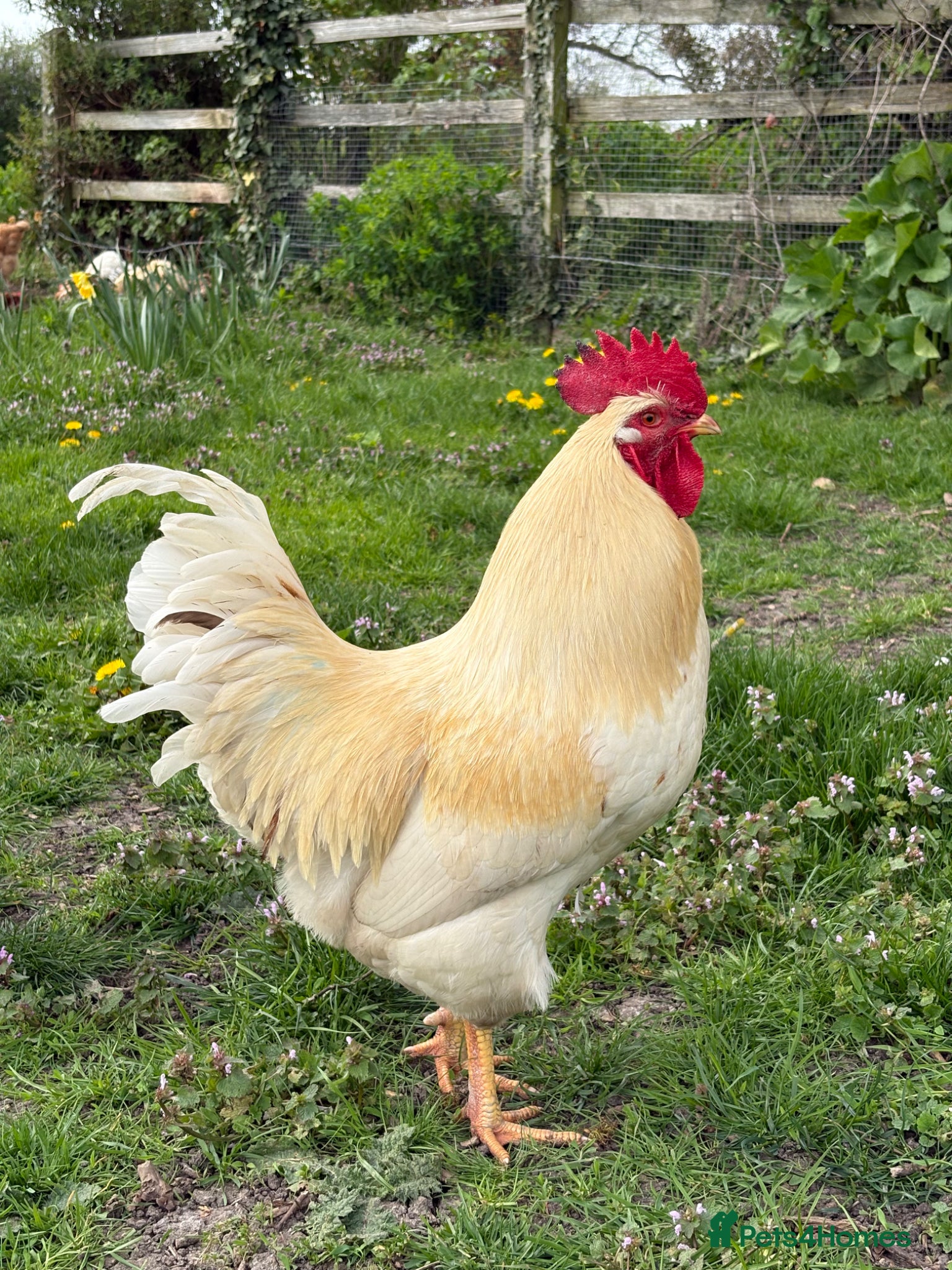 Chickens poultry Cockeral for sale. - Advert 1