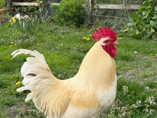 Chickens poultry Cockeral for sale. - Advert 1