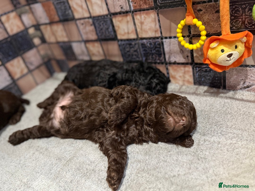 Cockapoo dogs for sale: Cockapoo puppies - Advert 7