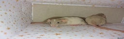 Rat rodents for sale: Baby dumbo rats - Advert 7