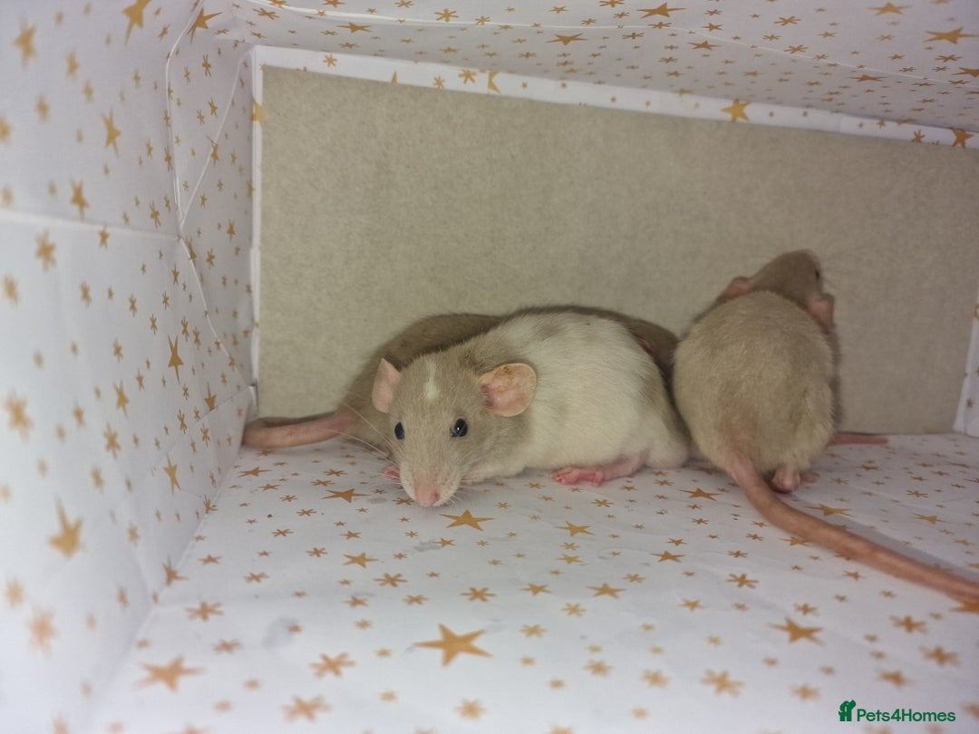 Rat rodents for sale: Baby dumbo rats - Advert 7