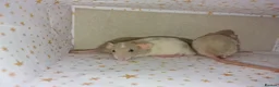 Rat rodents for sale: Baby dumbo rats - Advert 7
