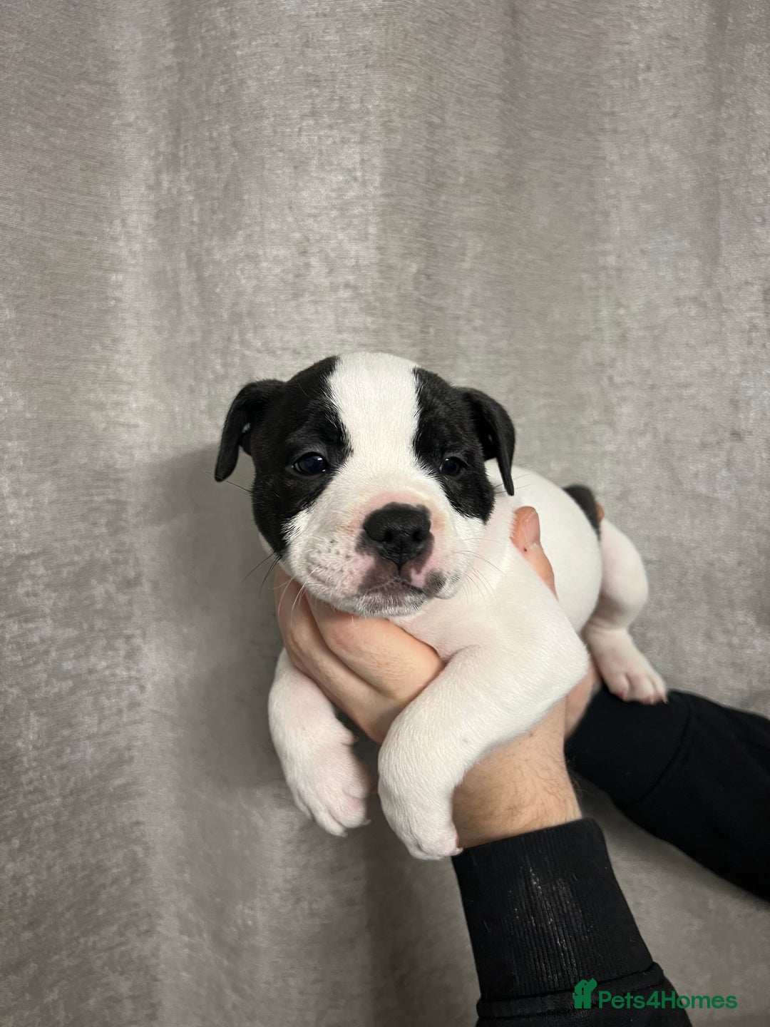 Staffordshire Bull Terrier dogs for sale: BEAUTIFUL STAFFY LITTER STUNNING COLOURS - Image 5