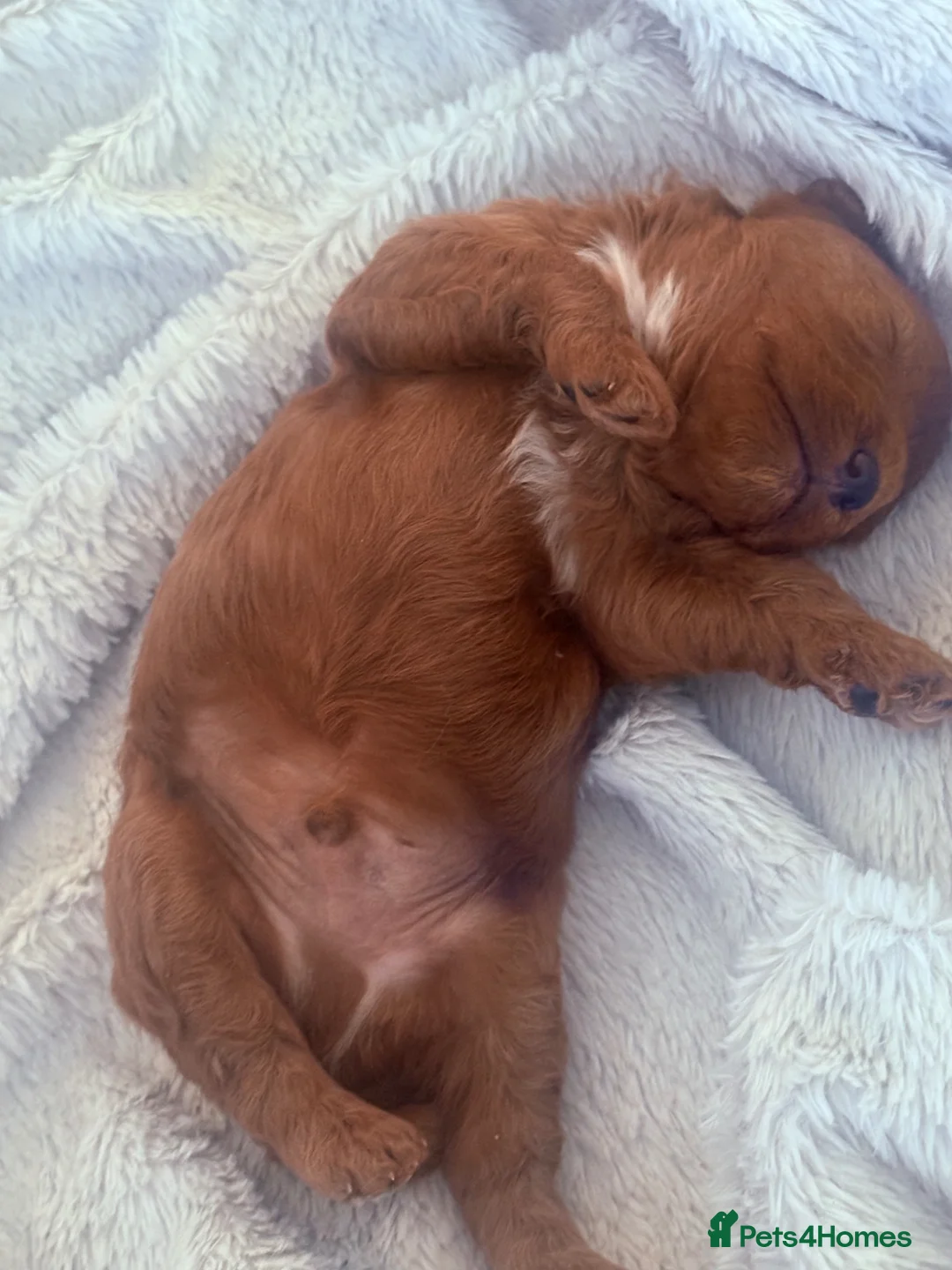 Cockapoo dogs for sale: Gorgeous cockapoo - Advert 4