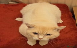 British Shorthair cats for sale: Pedigree GCCF Boy British Shorthair Colourpoint - Image 6