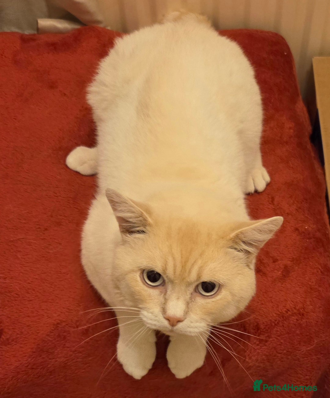 British Shorthair cats for sale: Pedigree GCCF Boy British Shorthair Colourpoint - Image 6