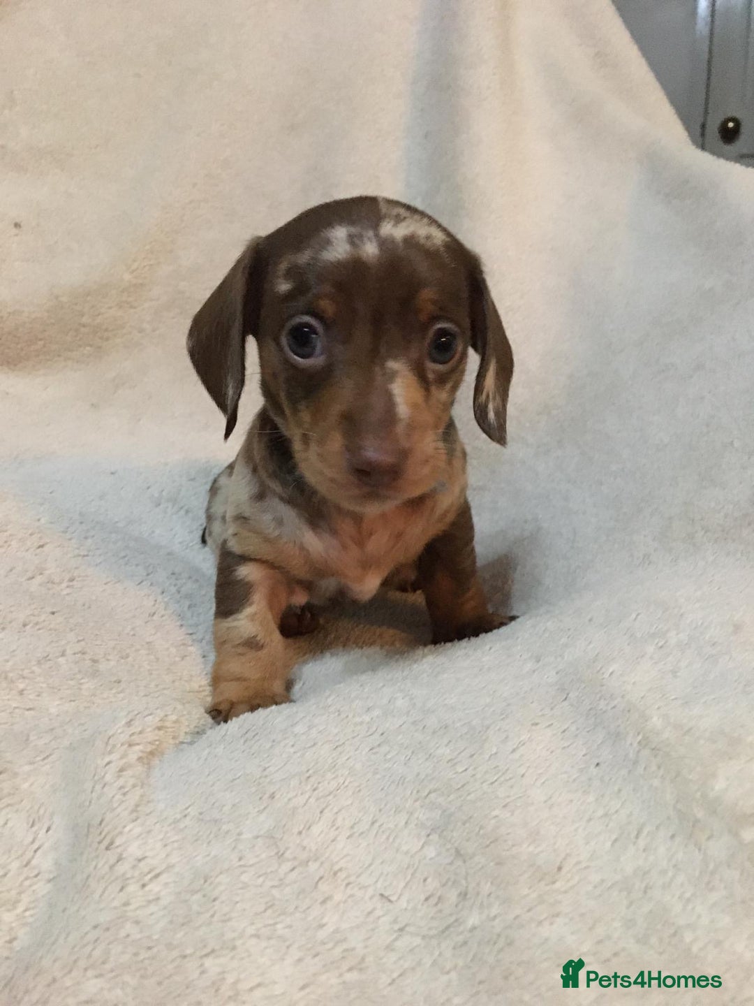 Miniature Dachshund dogs for sale: Miniature Dachshund Dapple Puppies  - Advert 6