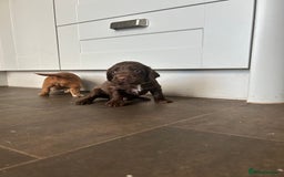 Cocker Spaniel dogs for sale: 🐶cocker spaniel puppies 🐶  - Image 18
