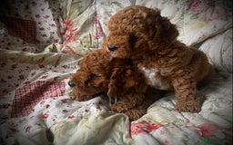 Cockapoo dogs for sale: Fabulous F1b Fox Red Cockapoo Health Cleared - Image 12
