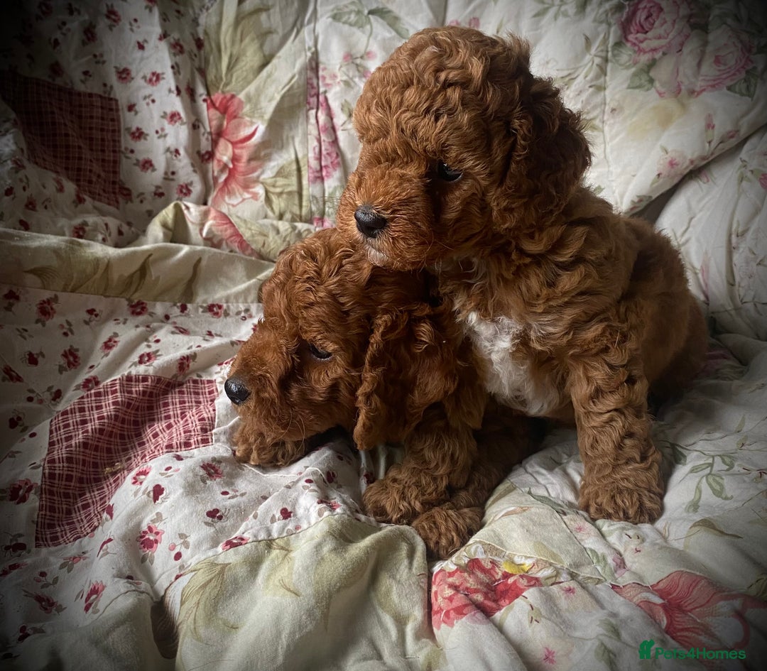 Cockapoo dogs for sale: Fabulous F1b Fox Red Cockapoo Health Cleared - Image 12
