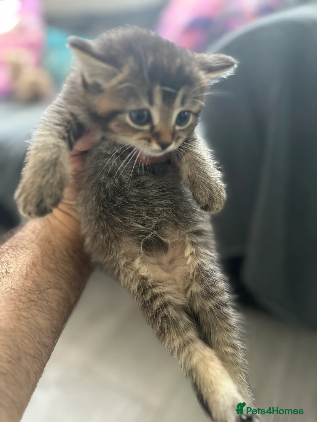 British Shorthair cats for sale: British Shorthair mix Kittens - Advert 27