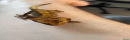 Gecko reptiles for sale: Baby tangerine Harley Quinn crested gecko in South Shields - Advert 4