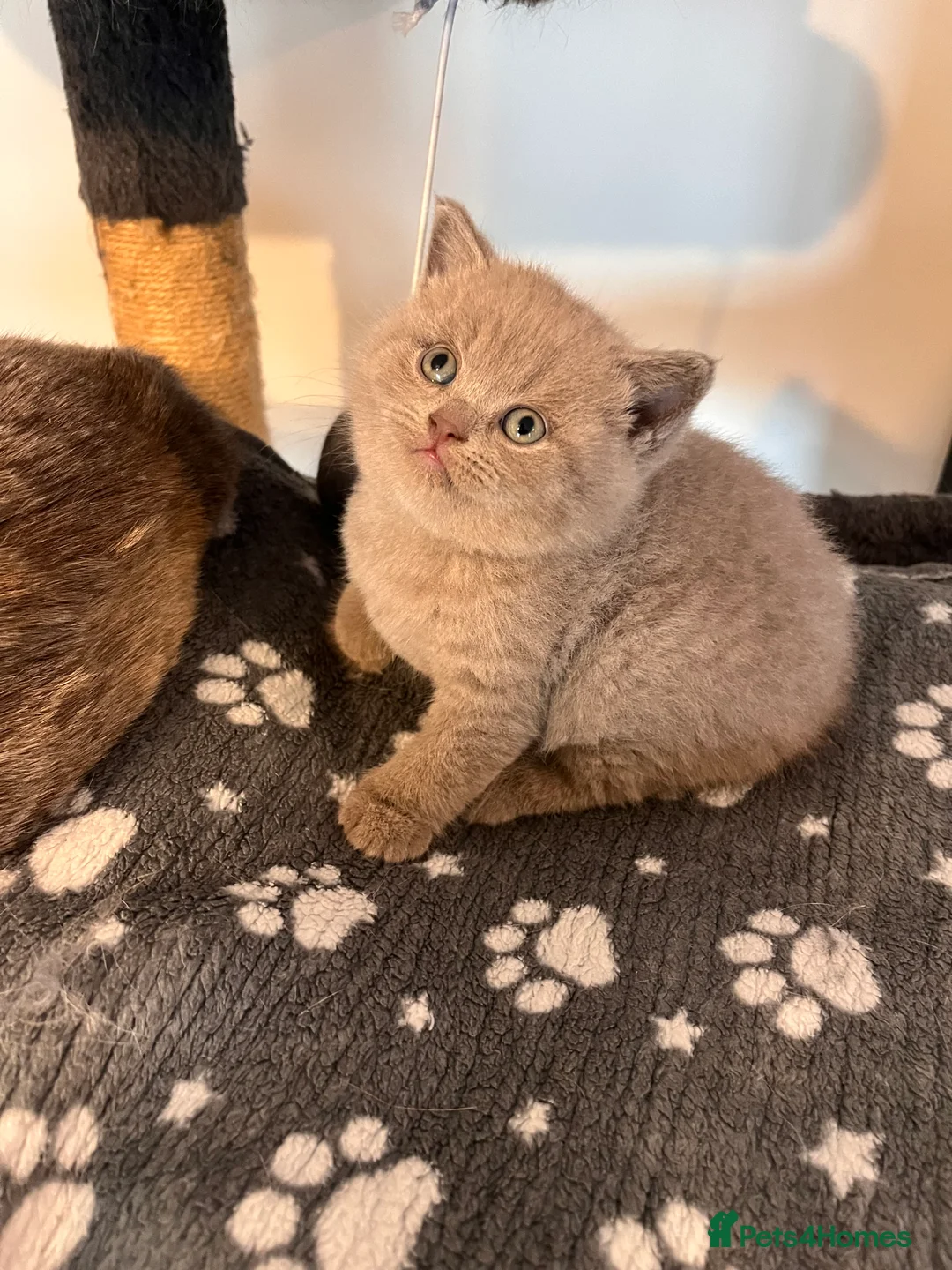 British Shorthair cats for sale: High Quality British Shorthair Kittens ⭐️ - Advert 1