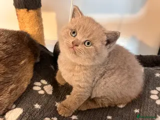 British Shorthair cats High Quality British Shorthair Kittens ⭐️ - Advert 9