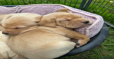 Labrador Retriever dogs - Advert 1