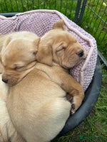 Labrador Retriever dogs - Advert 14