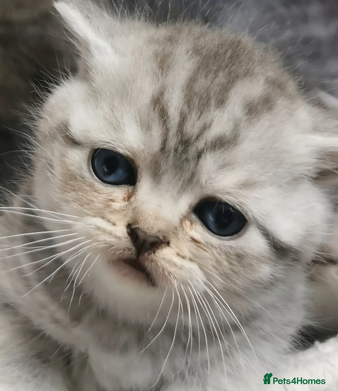 Scottish Fold cats for sale: ❤️Luxuary Scottish Fold kittens❤️ - Advert 31