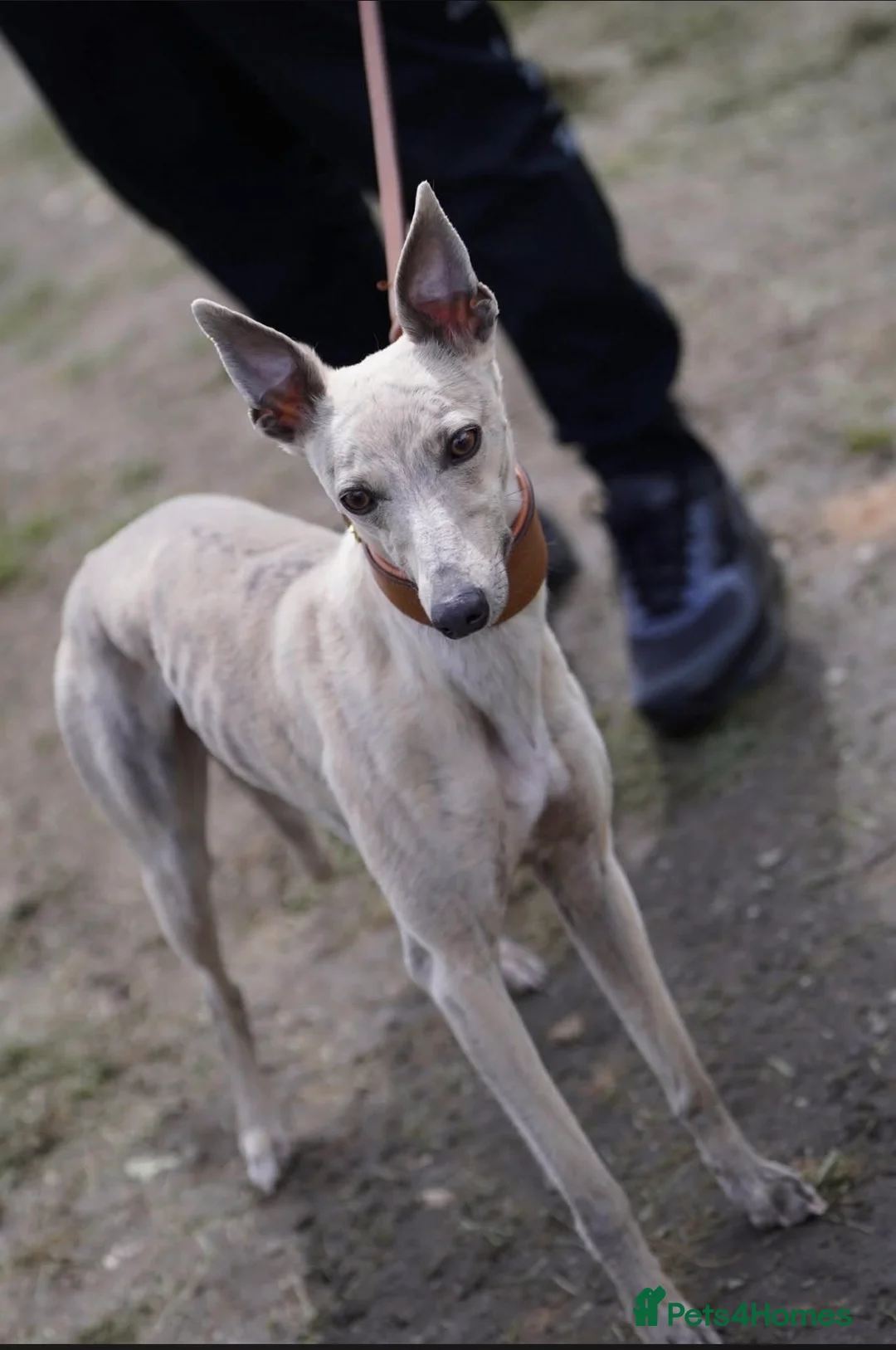 Whippet dogs for stud: KC Registered Blue Brindle for stud - Advert 2