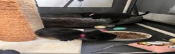 Mixed Breed cats for sale: 4 Beautiful KITTENS in Pontefract - Advert 16