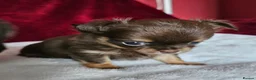 Chihuahua dogs for sale: KC reg Chocolate and tan chihuahua pups for sale - Advert 4