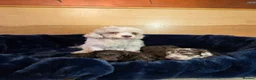 Shihpoo dogs for sale: Scrumptious Shihpoo Puppies for Sale - Advert 1