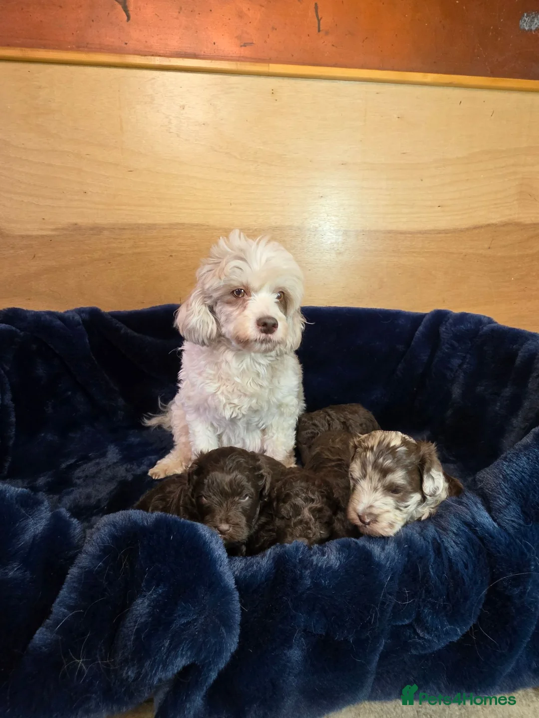 Shihpoo dogs for sale: Scrumptious Shihpoo Puppies for Sale - Advert 1