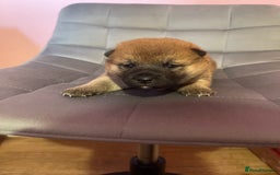 Japanese Shiba Inu dogs for sale: Adorable Japanese Shiba Inu Puppy Little Sunshine  - Image 6