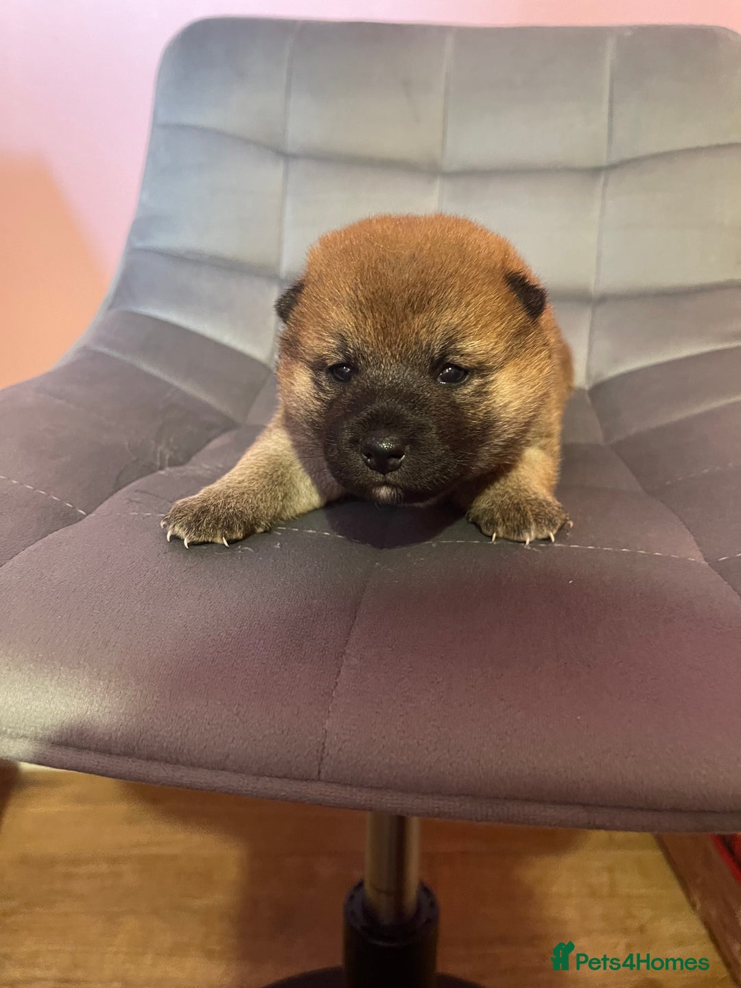 Japanese Shiba Inu dogs for sale: Adorable Japanese Shiba Inu Puppy Little Sunshine  - Image 6