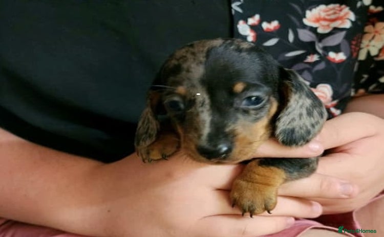 Miniature Dachshund dogs - Advert 9