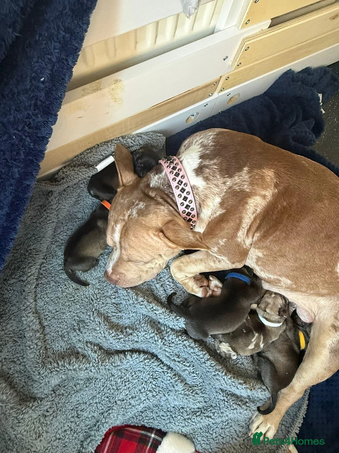 Mixed Breed dogs for sale: Pocket bully x Belgium mali in Rochester - Advert 2