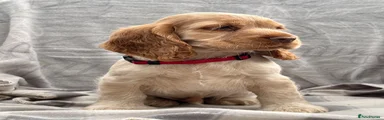 Red Collar