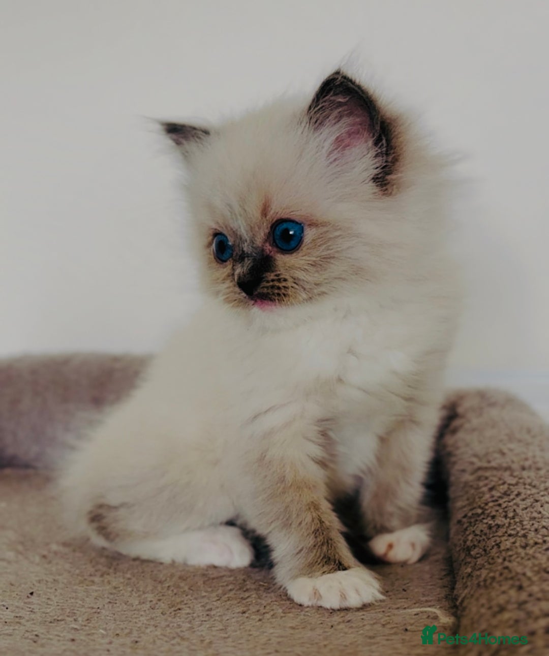 Ragdoll cats for sale: Full Pedigree beautiful Ragdoll kittens - Image 7