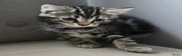 Mixed Breed cats for sale: X4 gorgeous kittens available - Advert 4