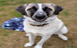 Mixed Breed dogs for sale: Beautiful GUARD DOG needs new home - Image 2