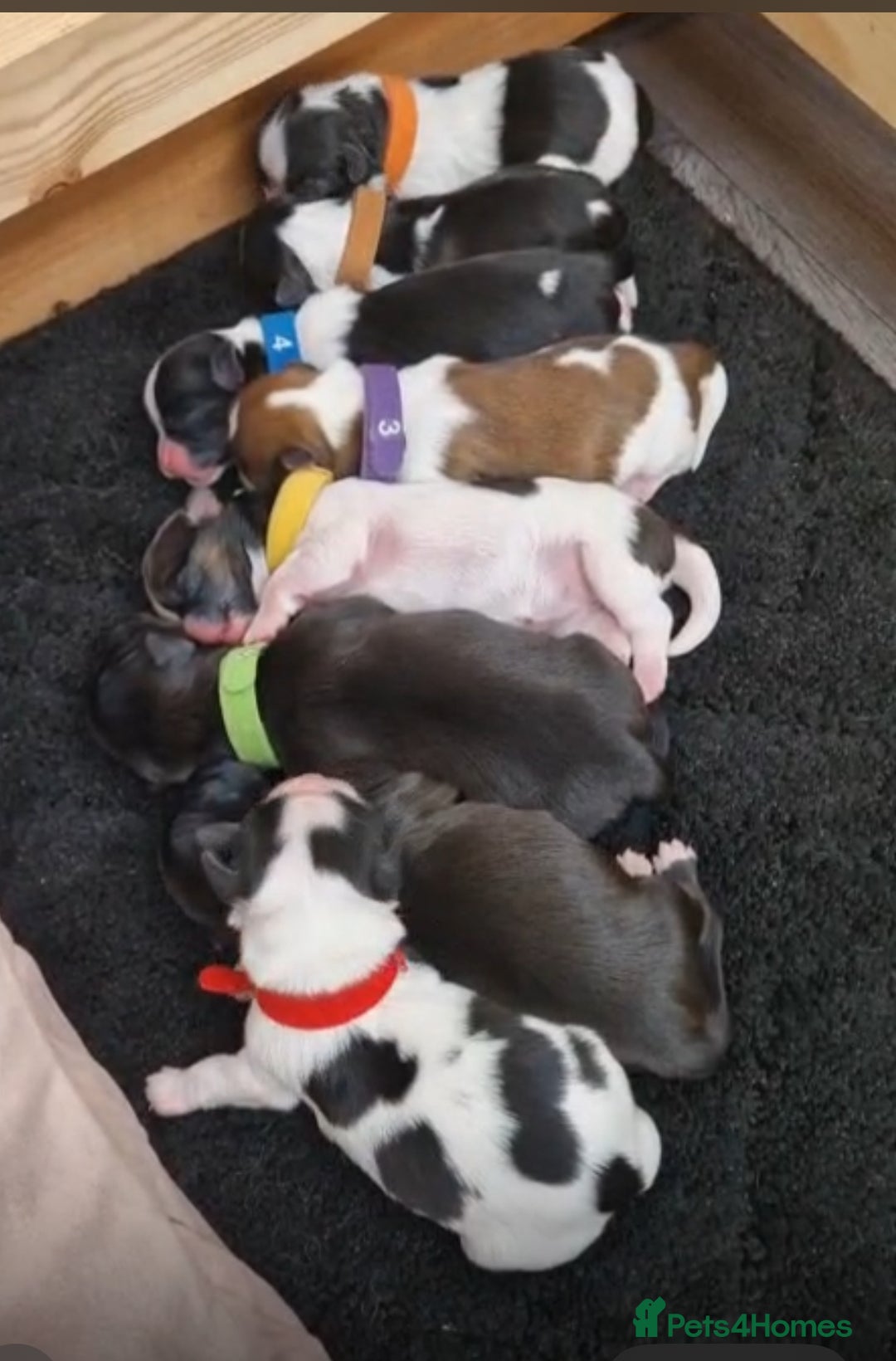Lhasa Apso dogs for sale: KC registered litter due 12/10/25 - Image 3